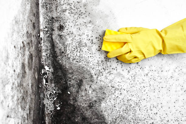Best Residential Mold Inspection & Testing  in Robbinsdale, MN