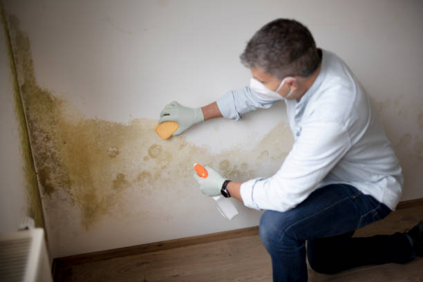 Best Mold Remediation for Healthcare Facilities  in Robbinsdale, MN