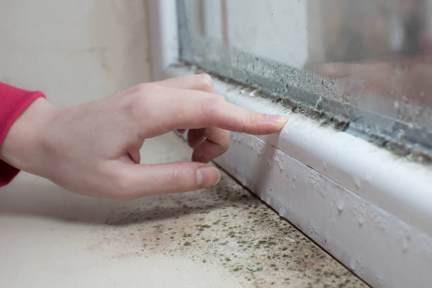 Best Attic Mold Removal  in Robbinsdale, MN
